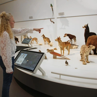 Young woman pointing toward a group of taxidermy animals while standing next to an interactive screen displaying species-related content.