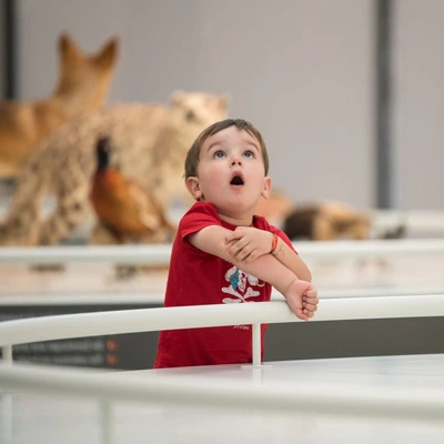Young boy in a red t-shirt looking up in awe, surrounded by taxidermy animals in a white exhibition space.