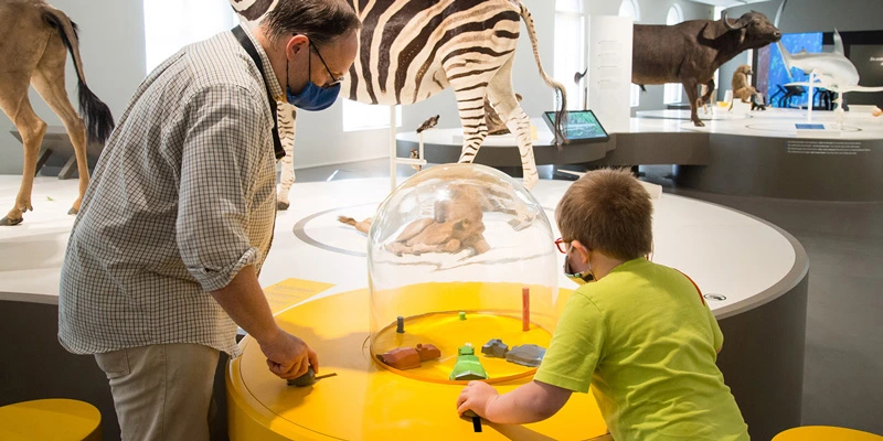 Adult and child interacting with a yellow circular hands-on table featuring small colored blocks inside a transparent dome, within a gallery of taxidermy animals.