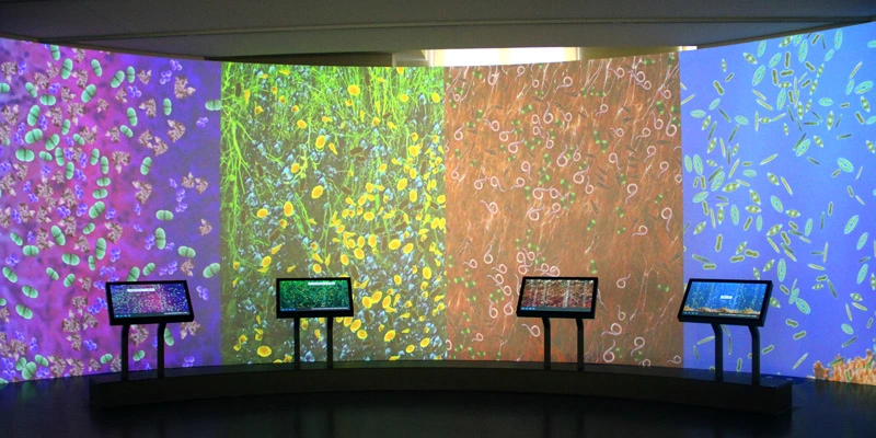 Curved wall projection displaying four large interactive touchscreens, each in front of a section of animated visuals representing different ecosystems, such as grasslands, forests, and ocean life.