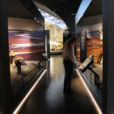 A woman stands in a dimly lit gallery space, interacting with a touchscreen in front of a natural history exhibit featuring an elk and a scenic tundra backdrop, with wolves and other animals displayed behind her and in the background.