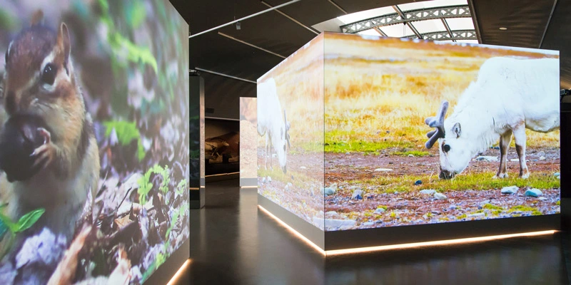 Immersive installation showing high-resolution projections of a chipmunk on one wall and a grazing reindeer on the other, wrapping around freestanding structures in the space.