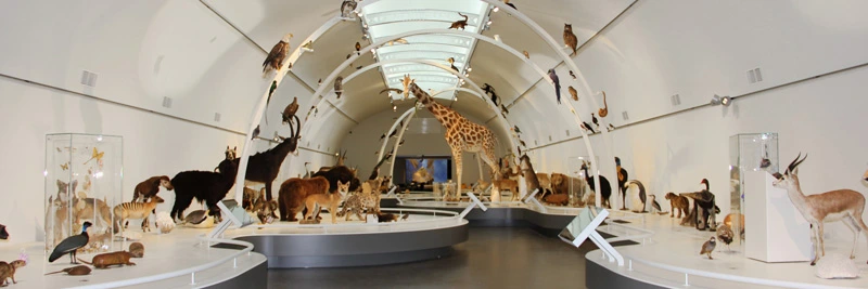 Wide-angle view of a gallery filled with taxidermy animals arranged along curved white arches, showcasing biodiversity across species and environments.